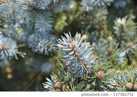 Dwarf Colorado blue spruce 117362752