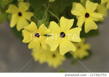 Black-eyed Susan vine 117362754