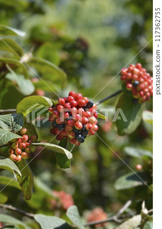 Wayfaring tree Wayfaring tree 117362755