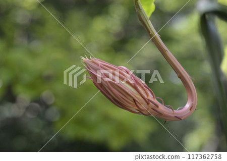 Dutchmans-pipe cactus 117362758