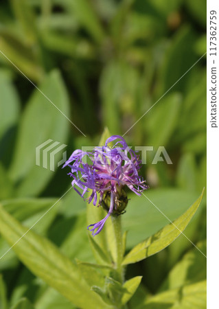 Mountain cornflower Mountain cornflower 117362759