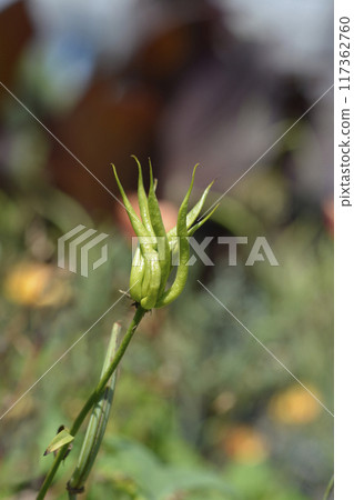 Columbine Earlybird Yellow Columbine Earlybird Yellow 117362760