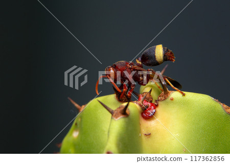 Close up of a red paper wasp on a green leaf. Close up of a red paper wasp on a green leaf. 117362856