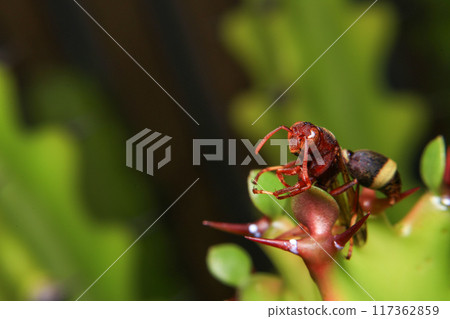 Close up of a red paper wasp on a green leaf. 117362859