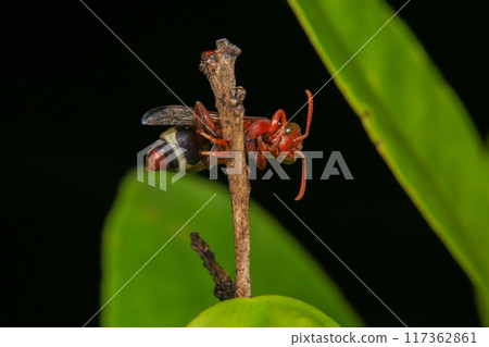 Close up of a red paper wasp on a green leaf. Close up of a red paper wasp on a green leaf. 117362861