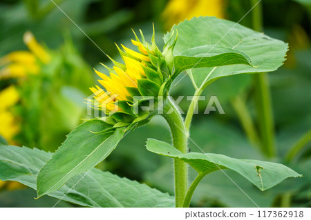 Sunflowers (Hokuryu Sunflower Village) Sunflowers (Hokuryu Sunflower Village) 117362918