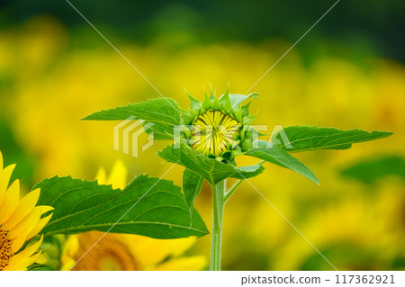Sunflowers (Hokuryu Sunflower Village) Sunflowers (Hokuryu Sunflower Village) 117362921