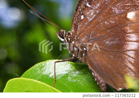 Caterpillar on green leaf in the nature or in the garden 117363212