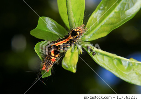 Caterpillar on green leaf in the nature or in the garden 117363213
