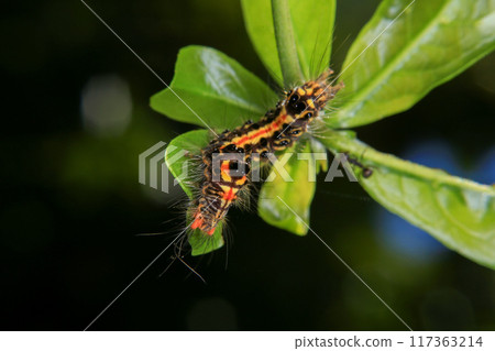 Caterpillar on green leaf in the nature or in the garden 117363214