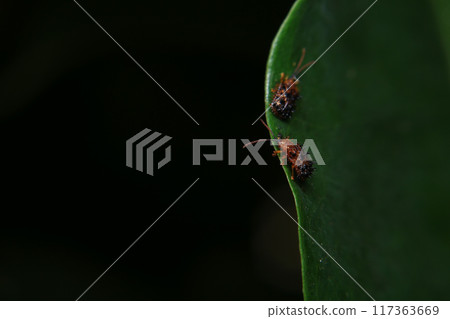 i"bug on green leaf in the wild nature. macro. A bug life 117363669