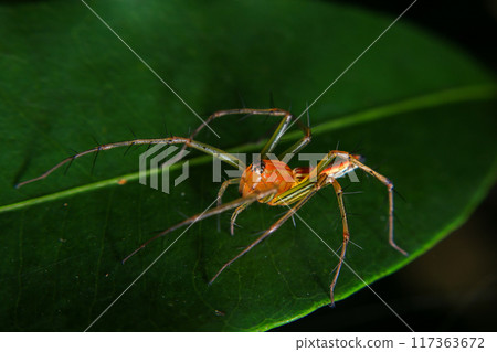 jumping spider macro close up on the black background in the nature jumping spider macro close up on the black background in the nature 117363672