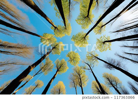 Looking up at sky through wide forest canopy.AI Generated 117363866