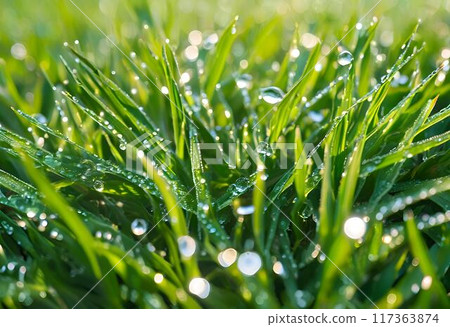 Dew-covered grass blades creating a fresh morning view.AI Generated 117363874