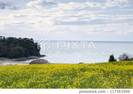 海邊的油菜花田 海邊的油菜花田 117363998