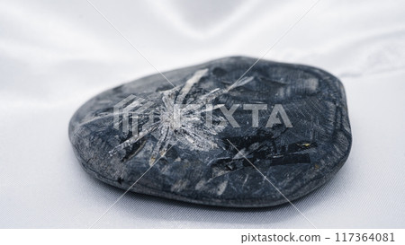 Chrysanthemum Fossil 117364081