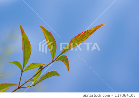 初夏的南天竹和藍天 初夏的南天竹和藍天 117364105