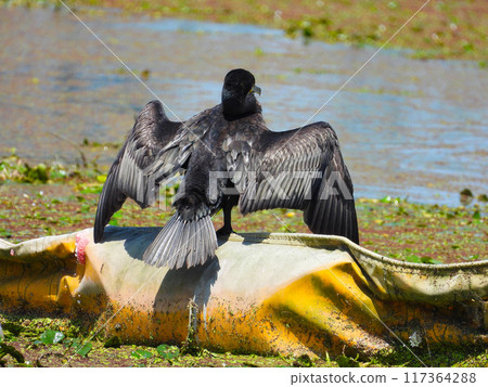 A cormorant drying its wings by the water 117364288