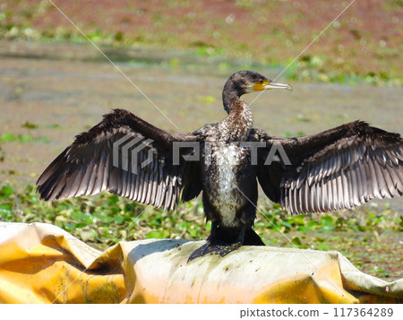 A cormorant drying its wings by the water 117364289