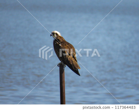 Osprey perched on top of a post 117364483