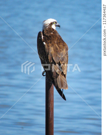 Osprey perched on top of a post 117364487
