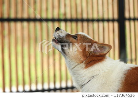aggressive dog Thai Bang Kaeo aggressive dog Thai Bang Kaeo 117364526