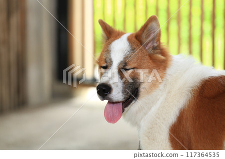 aggressive dog Thai Bang Kaeo aggressive dog Thai Bang Kaeo 117364535