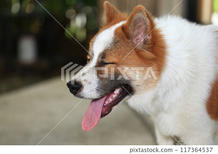 aggressive dog Thai Bang Kaeo 117364537