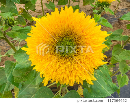 Blooming sunflower farm field, big bright yellow sunflower, agriculture concept harvest 117364632