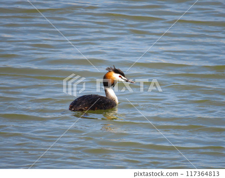 A Crested Grebe in summer plumage swimming in the sea 117364813