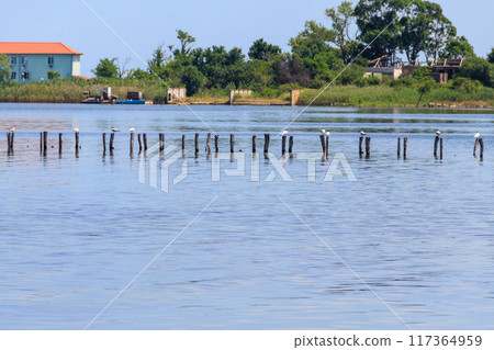 Flock of common terns (Sterna hirundo) perched on a wooden poles at Pomorie salt lake in Bulgaria Flock of common terns (Sterna hirundo) perched on a wooden poles at Pomorie salt lake in Bulgaria 117364959