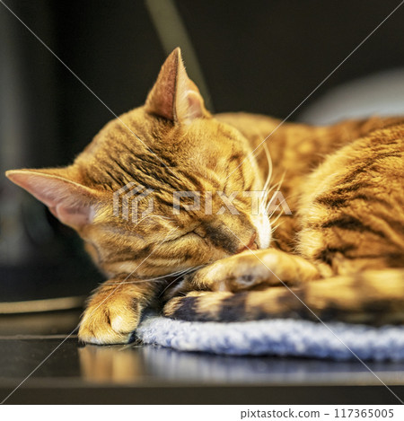 Bengal cat peacefully naps, curled up on soft mat 117365005
