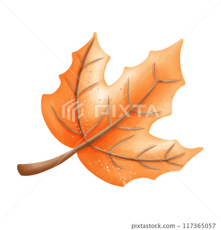 autumn leaf of oak tree isolated on white 117365057