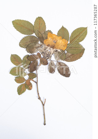 Mold on herbarium on dried tea rose plant due to improper storage. Mold on herbarium on dried tea rose plant due to improper storage. 117365287