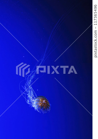 macro photography underwater northern sea nettle or brown jellyfish jellyfish macro photography underwater northern sea nettle or brown jellyfish jellyfish 117365496