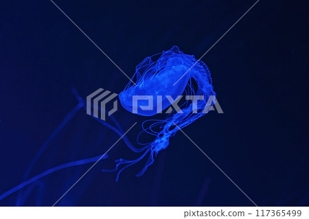 Macro shot of Chrysaora quinquecirrha underwater Macro shot of Chrysaora quinquecirrha underwater 117365499