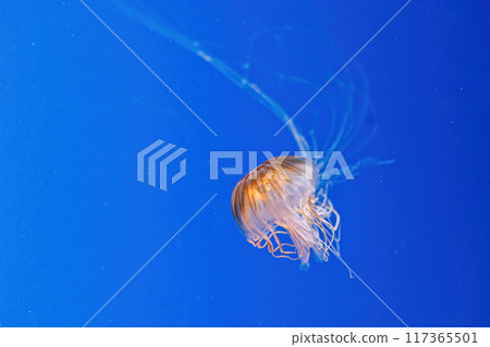 macro photography underwater northern sea nettle or brown jellyfish jellyfish macro photography underwater northern sea nettle or brown jellyfish jellyfish 117365501