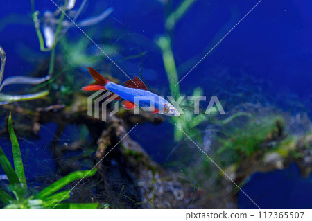 Underwater shot of a fish labeo frenatus glofish 117365507