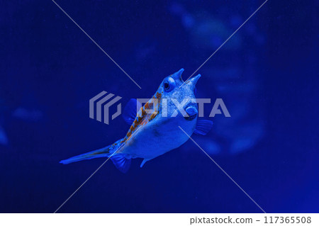 Underwater shot of fish Lactoria cornuta Underwater shot of fish Lactoria cornuta 117365508