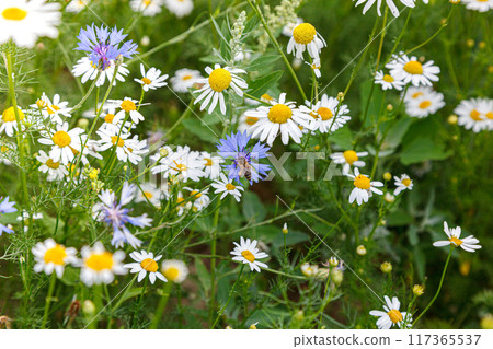 Beautiful summer field of daisies 117365537
