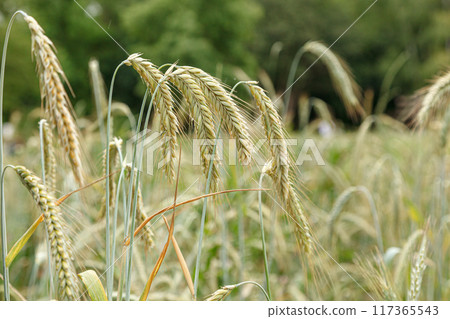 green ears of wheat field 117365543