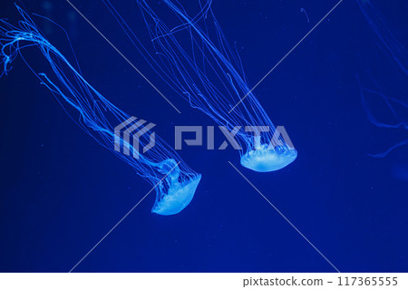 underwater shot of beautiful Chrysaora quinquecirha underwater shot of beautiful Chrysaora quinquecirha 117365555