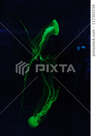 underwater shot of beautiful Chrysaora quinquecirha underwater shot of beautiful Chrysaora quinquecirha 117365556