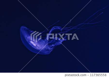 underwater shooting of beautiful Amakusa Jellyfish small (Sanderia Malayensis) 117365558