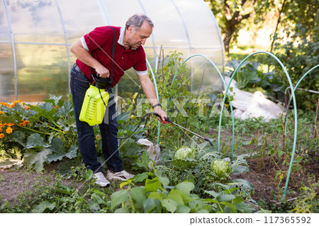 Elderly gardener spraying plants with chemicals in backyard garden Elderly gardener spraying plants with chemicals in backyard garden 117365592
