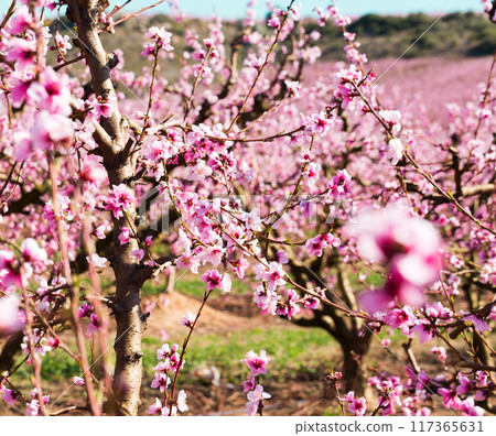 Blooming peach trees in spring Blooming peach trees in spring 117365631