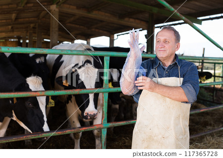 Veterinarian wears long glove to inspect cows Veterinarian wears long glove to inspect cows 117365728
