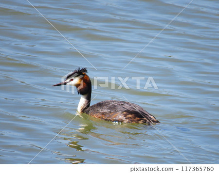 A Crested Grebe in summer plumage swimming in the sea A Crested Grebe in summer plumage swimming in the sea 117365760