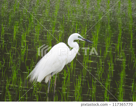 一隻大白鷺降落在稻田裡 117365770