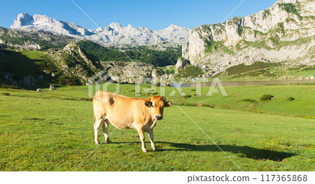 Cow of the Asturian mountain breed sits on a lawn in a national park 117365868